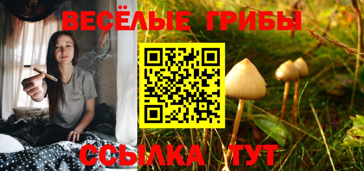 Галлюциногенные грибы Psilocybe Великие Луки